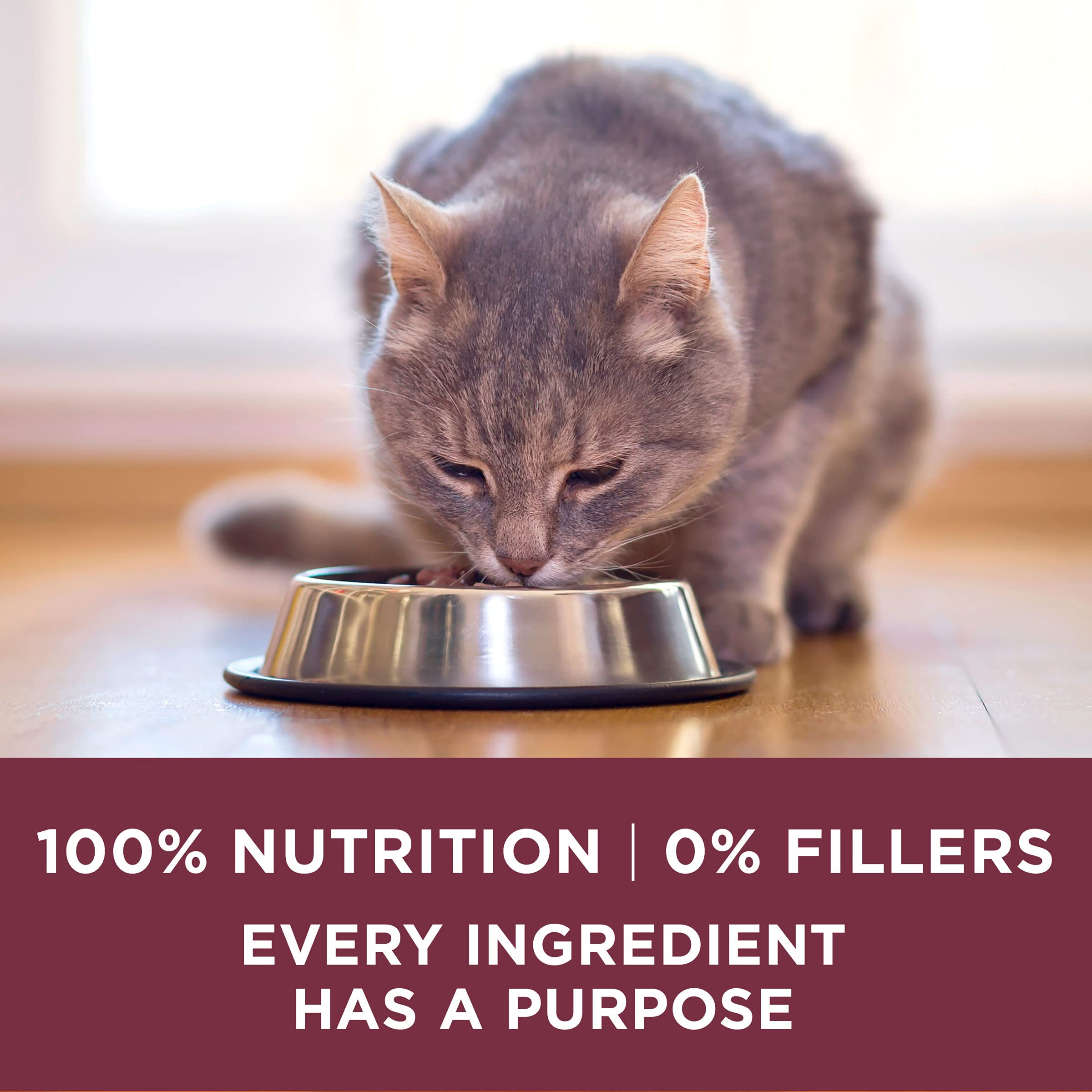 Purina One bol chat: croquettes servies dans un bol pratique.