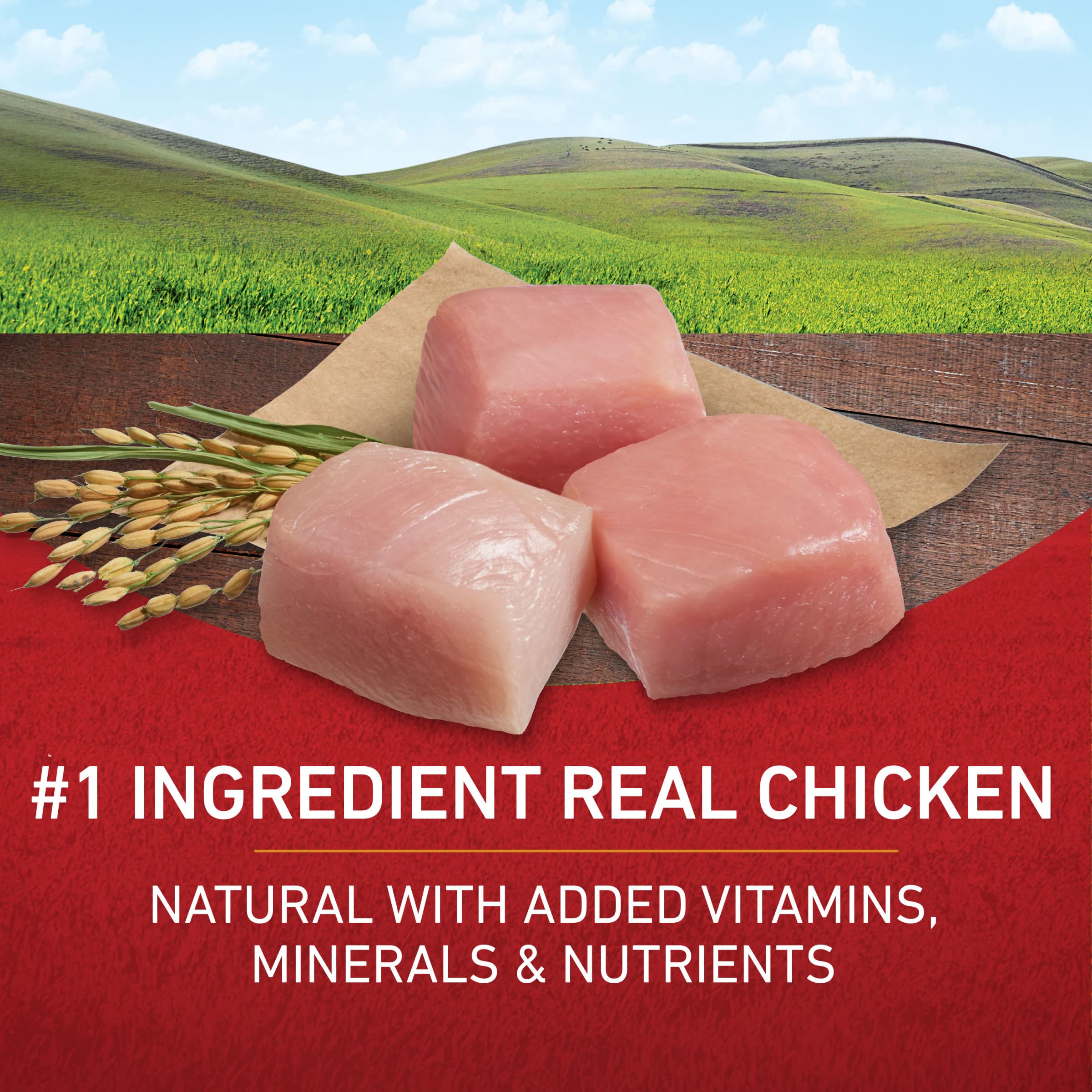 Purina ONE croquettes poulet riz, texture appétissante et repas quotidiens