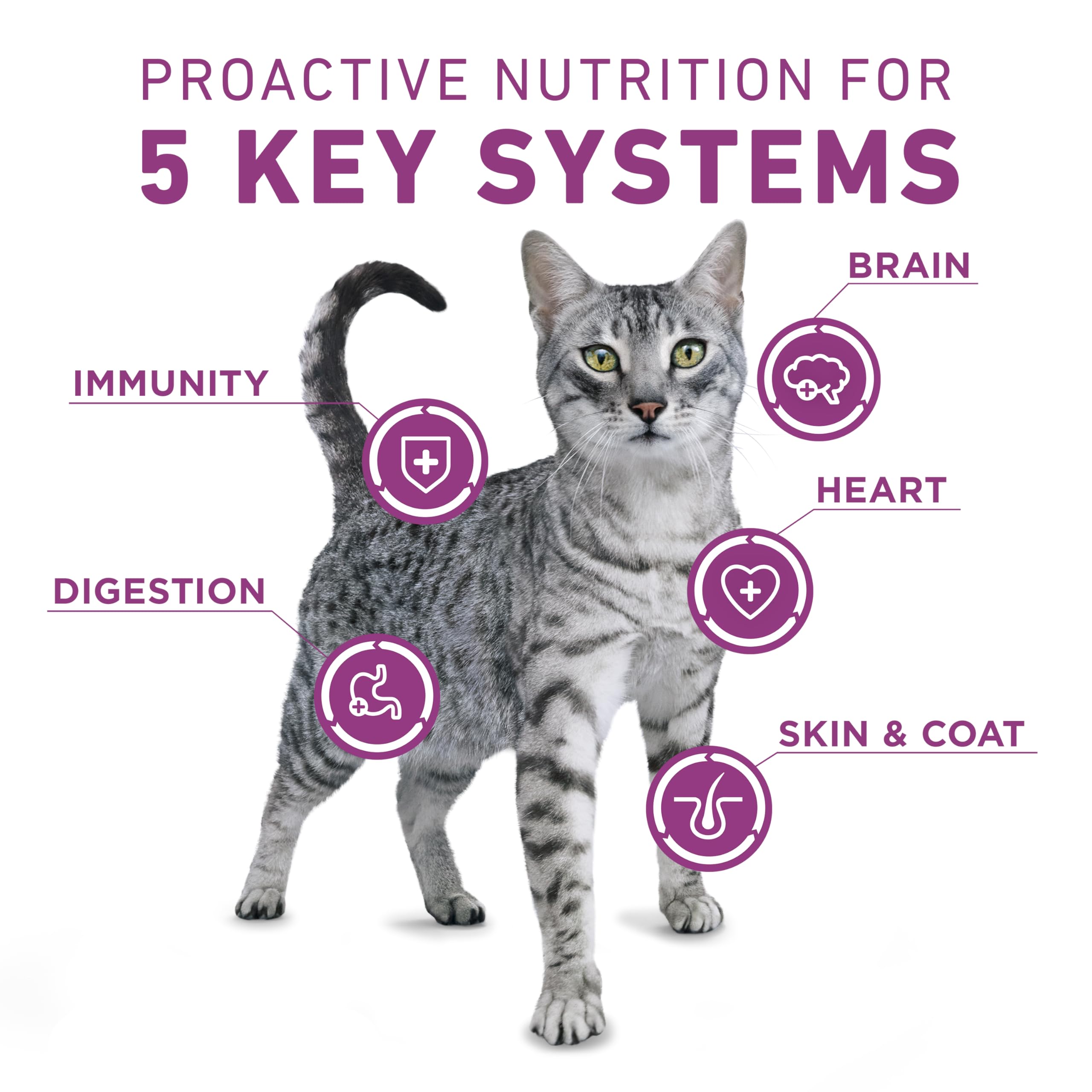 Sac Purina ONE Plus chat poulet 22 lb – format pratique pour les repas quotidiens.