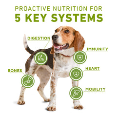 Purina ONE Plus croquettes poulet avec morceaux tendres pour chien.