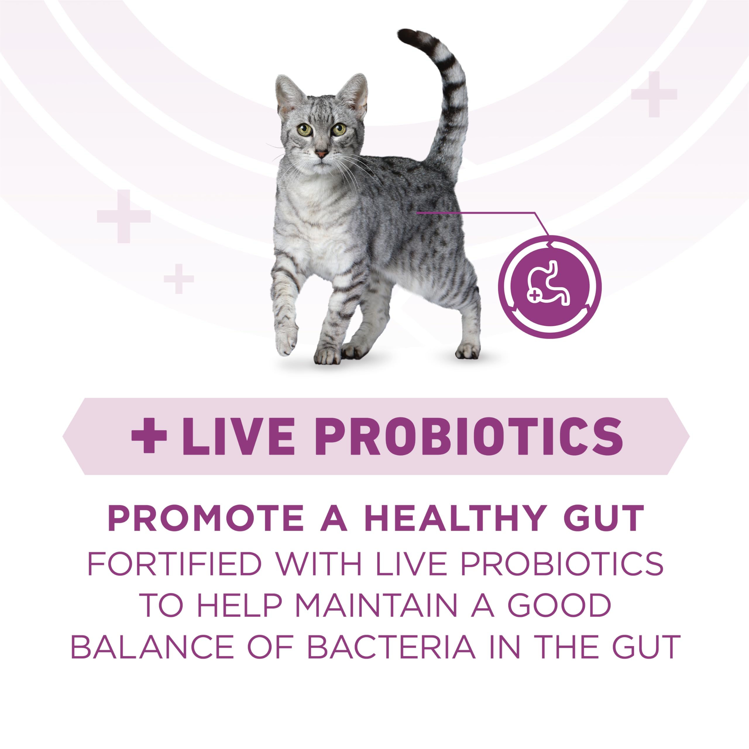 Purina ONE Plus, morceaux tendres chat poulet pour protéines de qualité.