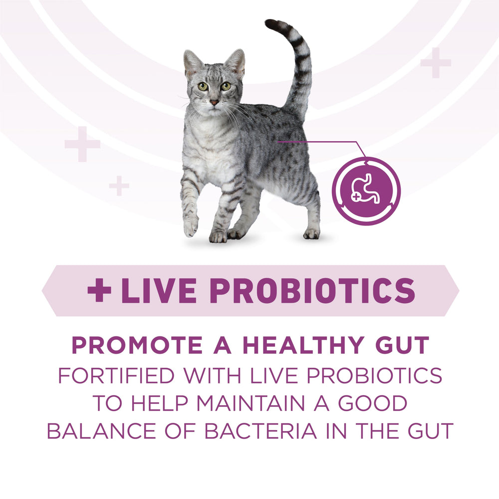 Purina ONE Plus, morceaux tendres chat poulet pour protéines de qualité.