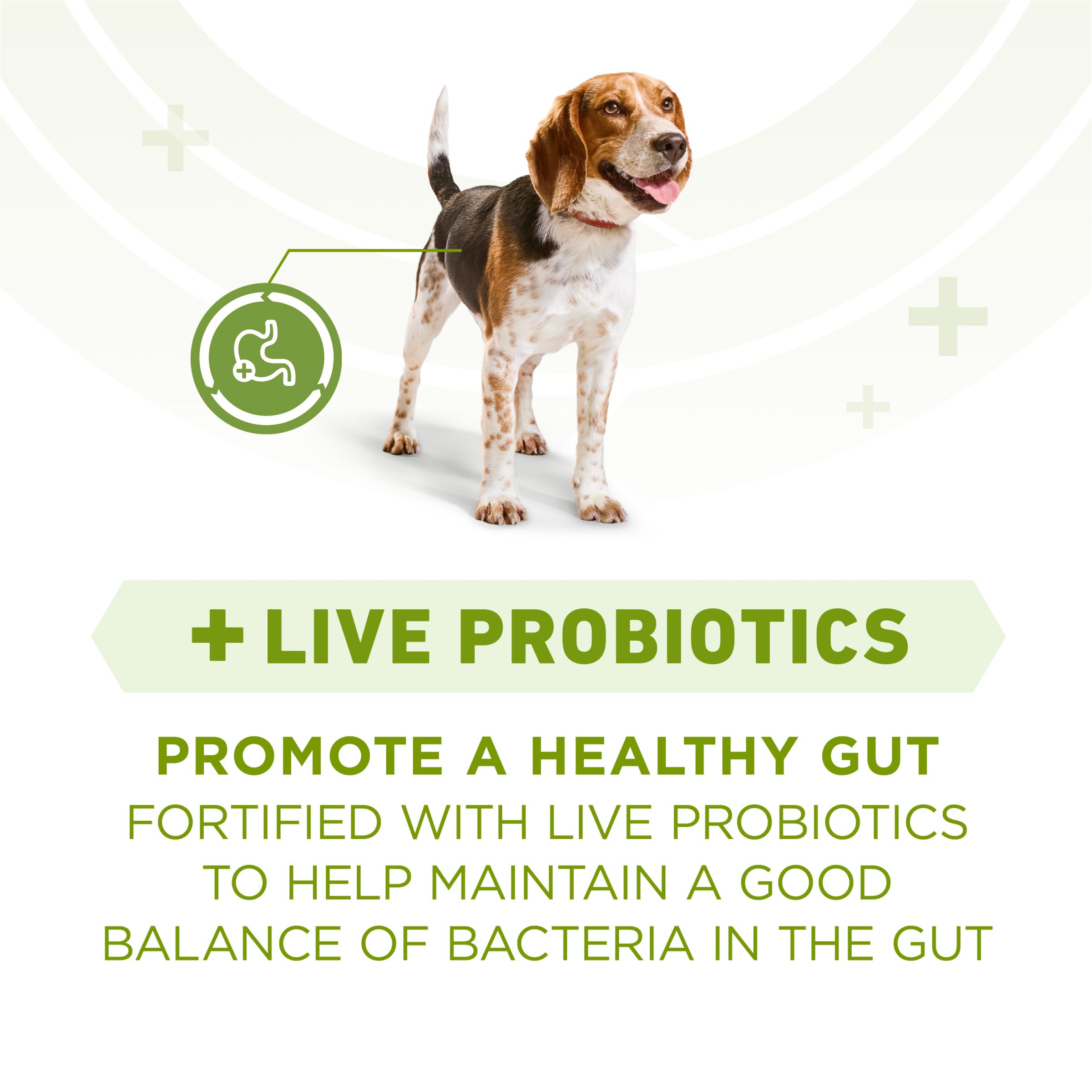Purina ONE Plus Probiotiques vivants et vitamine E soutiennent la digestion et l'immunité.