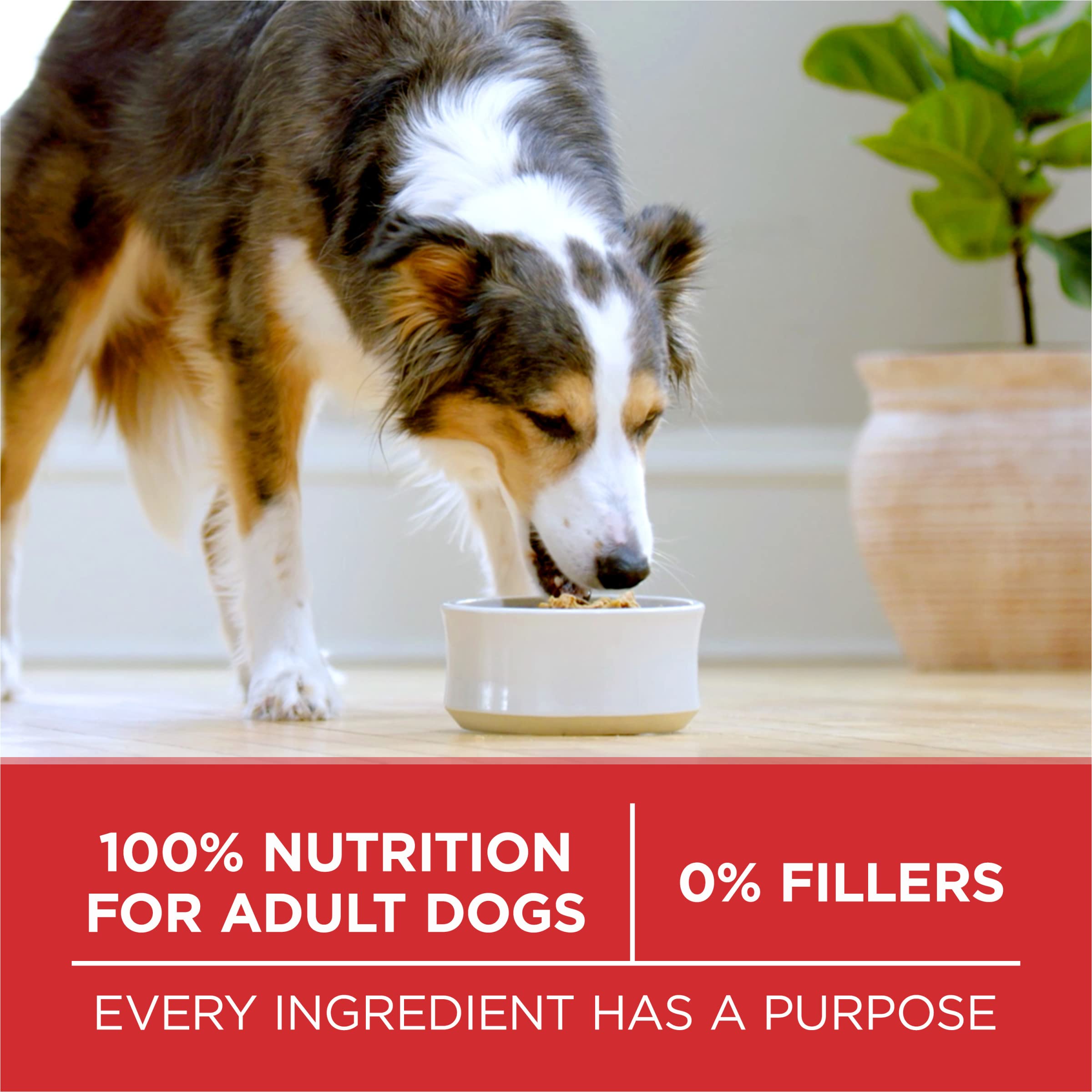 Purina One sans remplissage – ingrédients de qualité sans additifs.