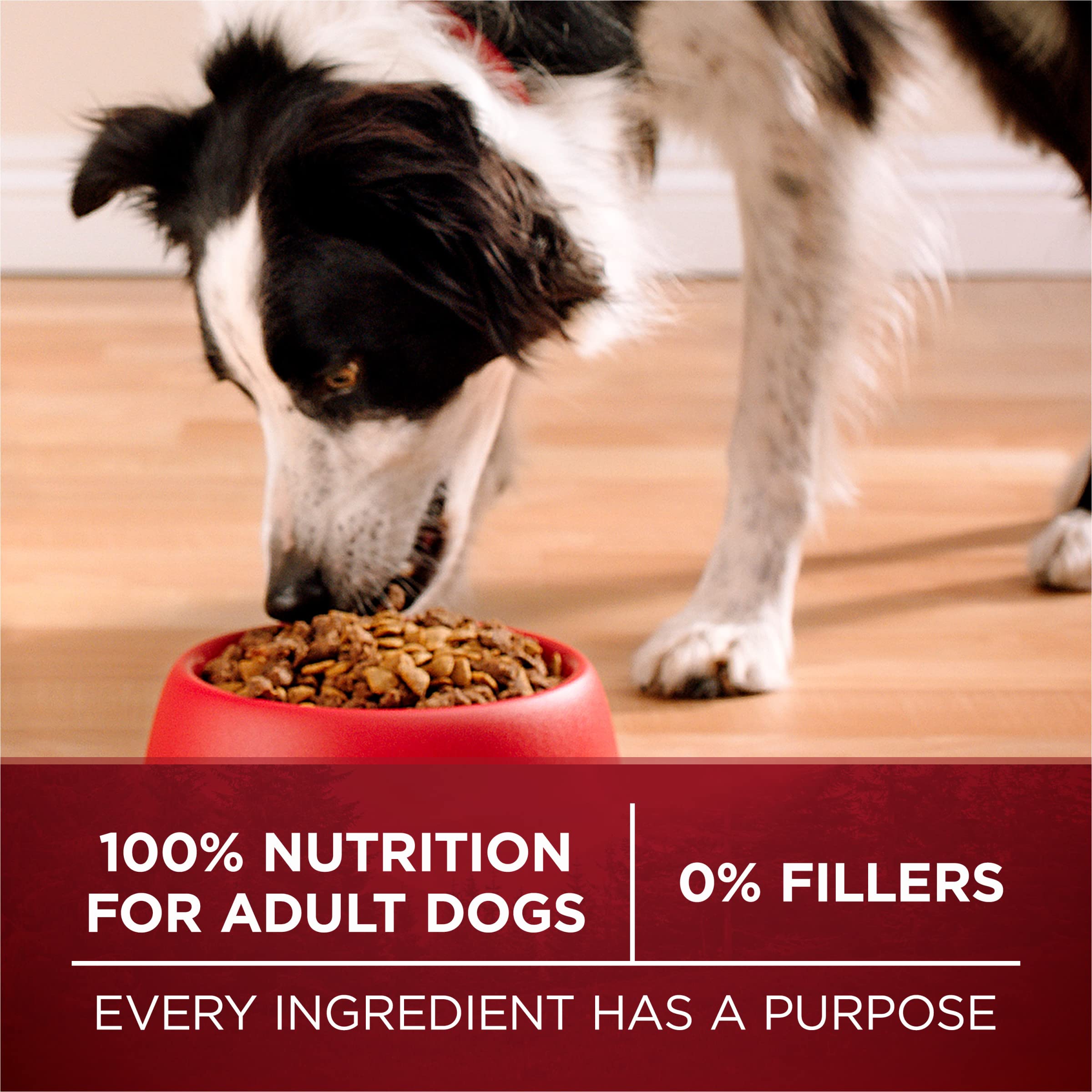 Purina One True Instinct Oméga-6, peau saine et pelage lumineux.