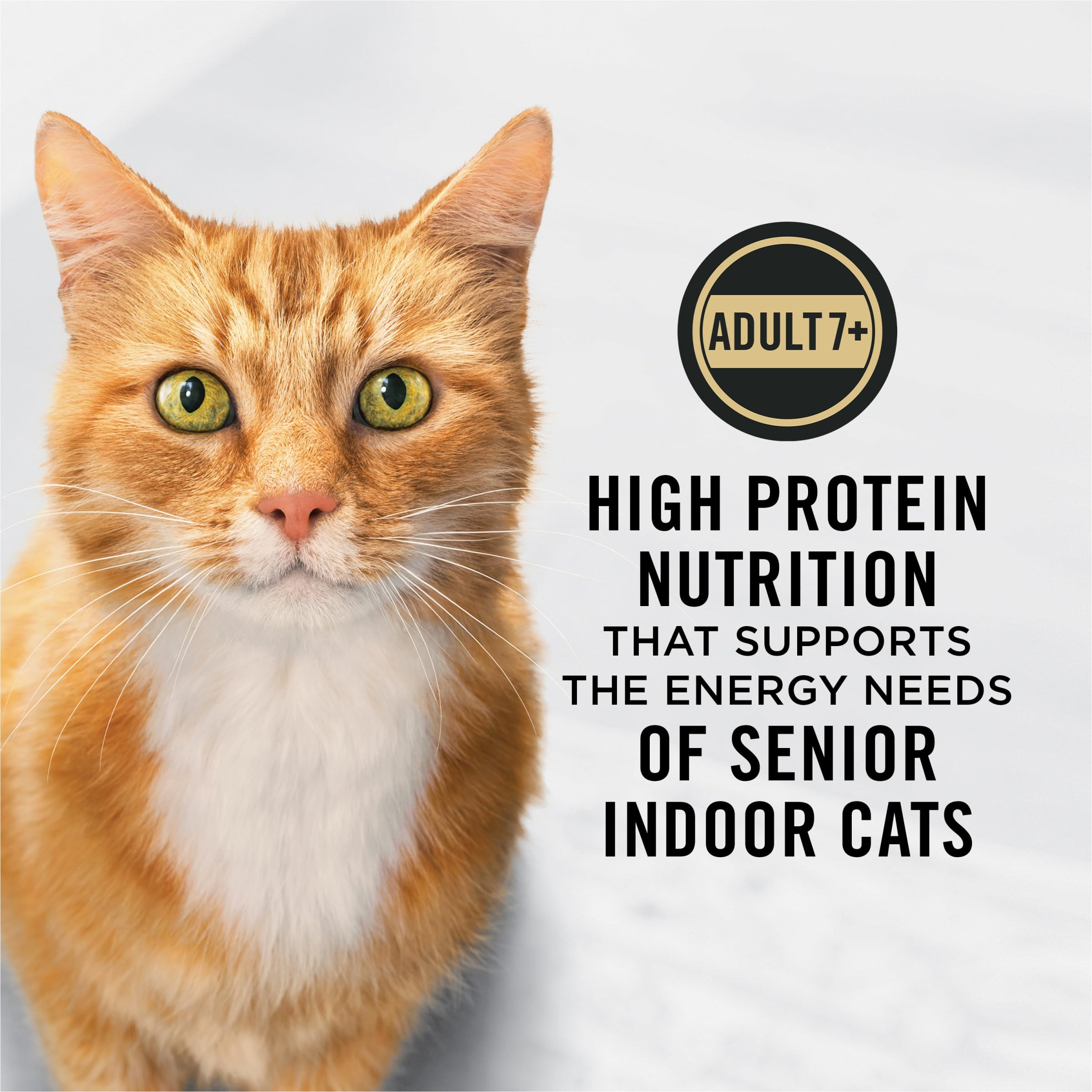 Chat d’intérieur dégustant Purina Pro Plan dans un cadre domestique.