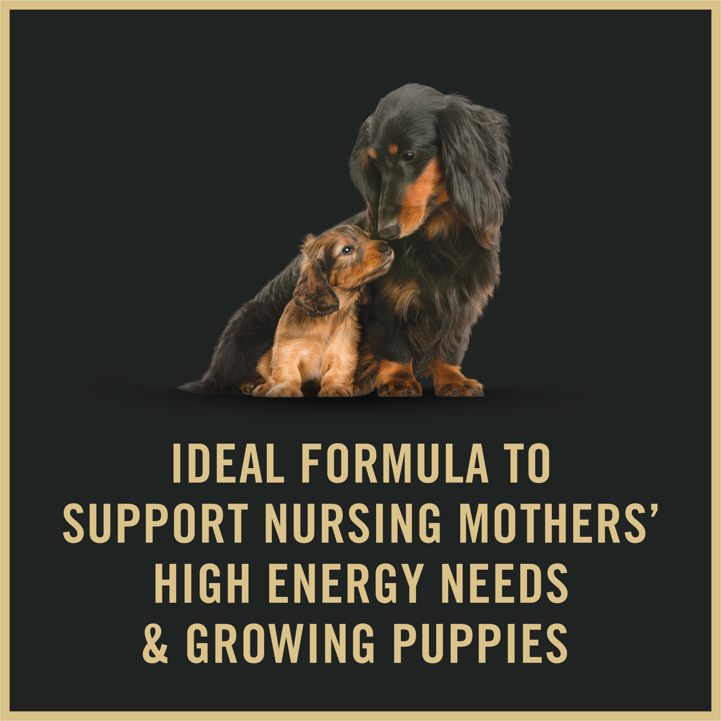 Purina Pro Plan chiots digestion confort