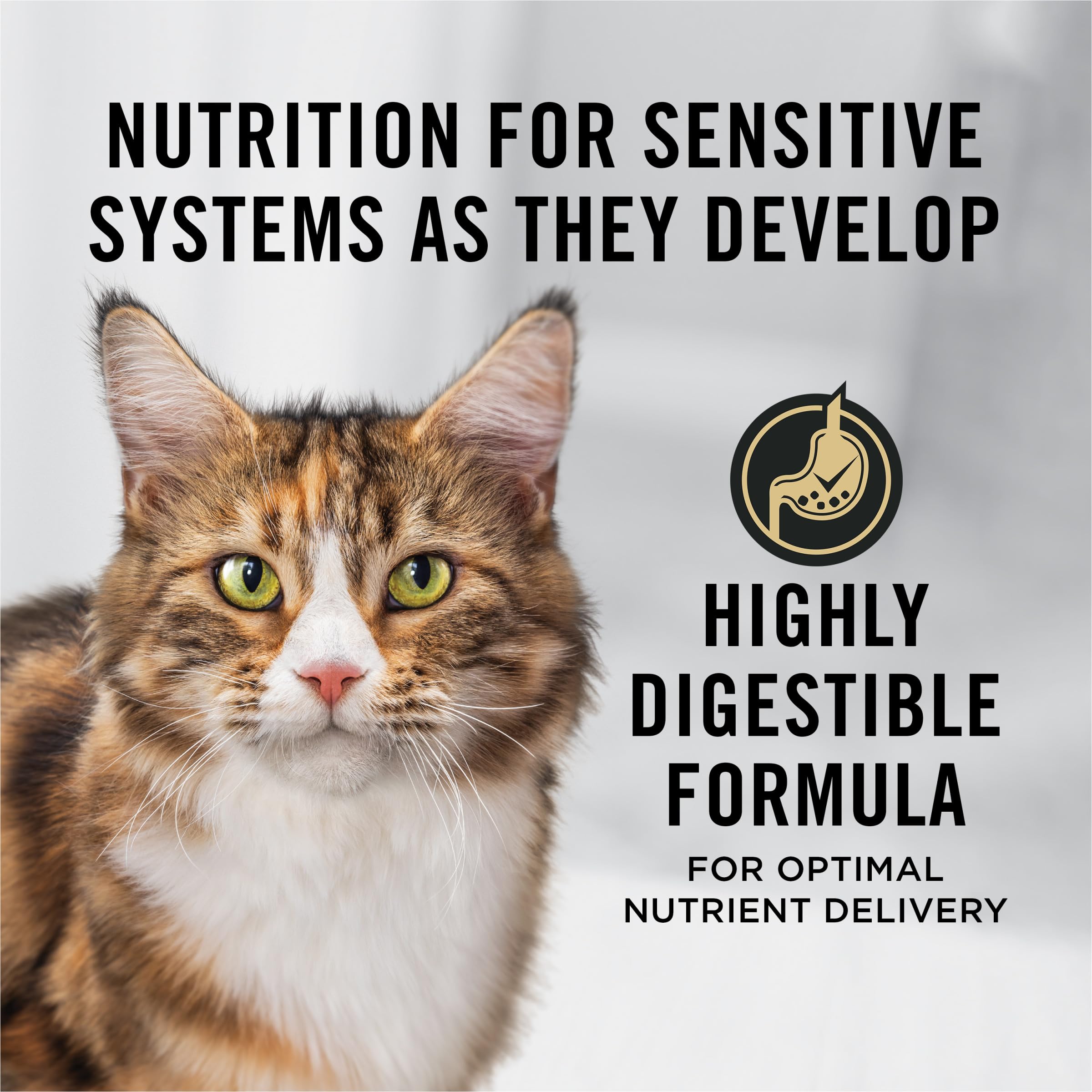Purina Pro Plan Senior Chat Saumon-Riz, premier ingrédient saumon pour un apport protéique