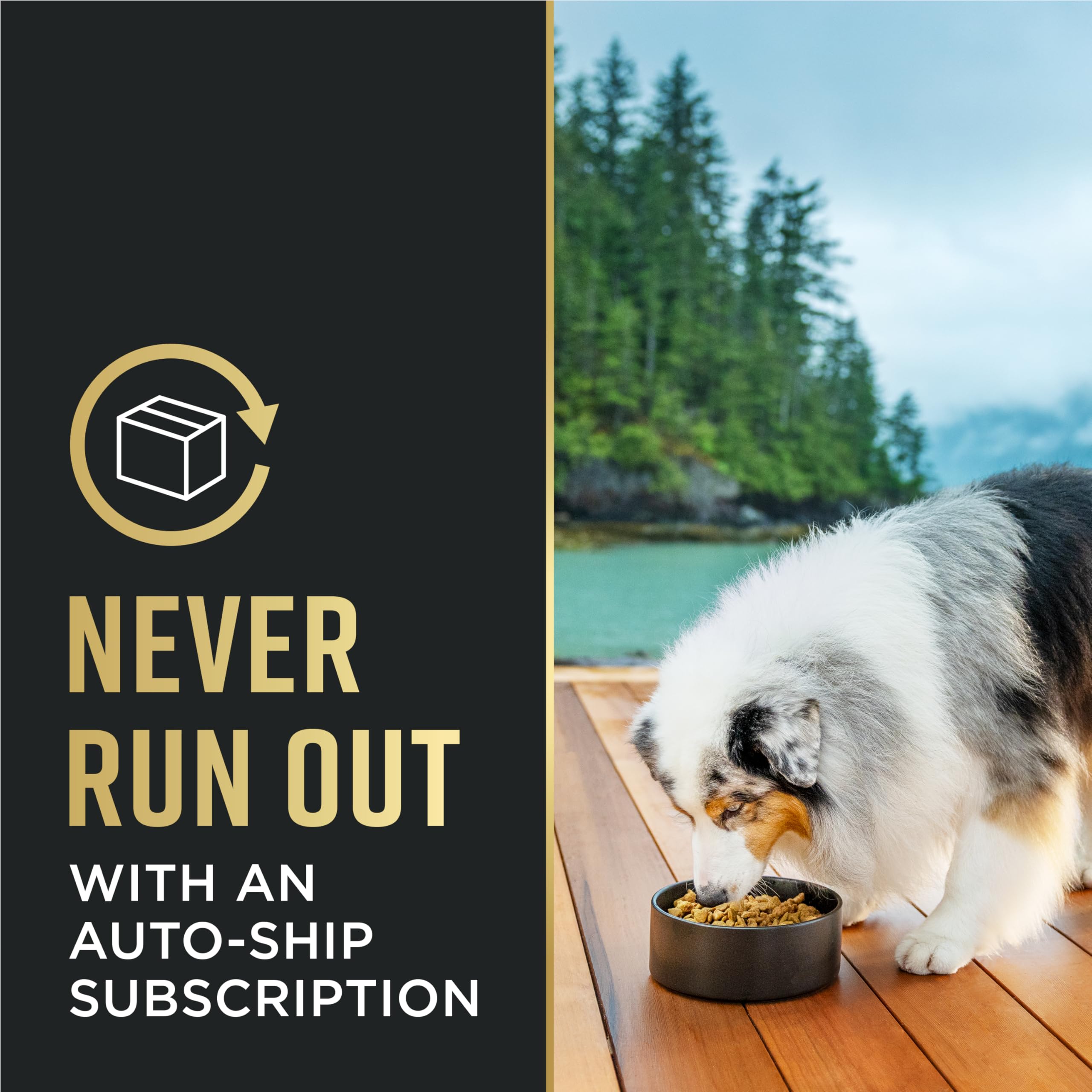 Odeur appétissante et présentation des croquettes Purina Pro Plan Senior.