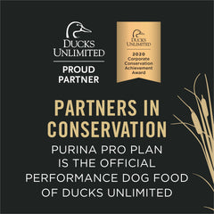 Chien actif dégustant Purina Pro Plan Sport, repas humide et appétissant.
