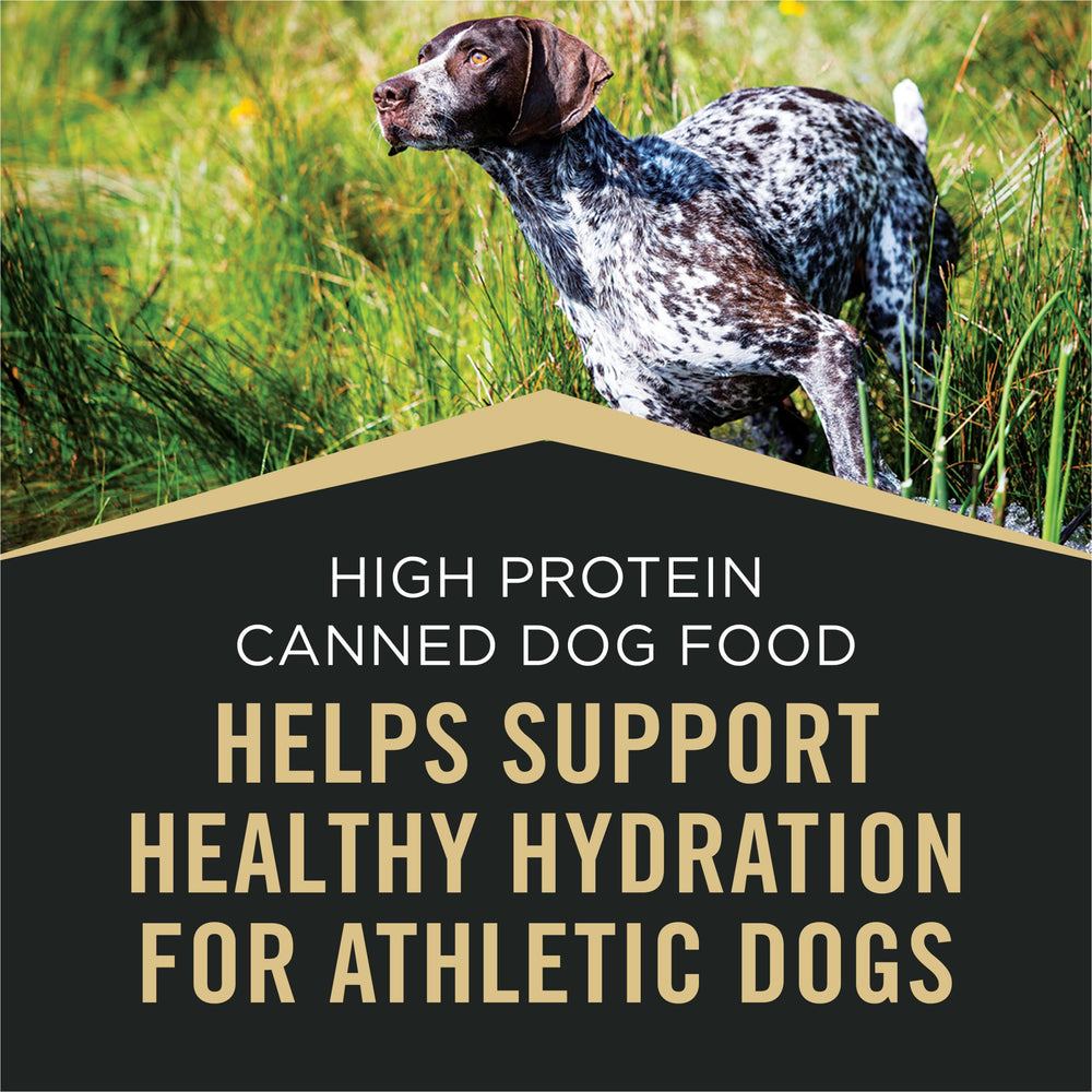 Purina Pro Plan Sport chien mangeant dans bol, hydratation et nutrition.