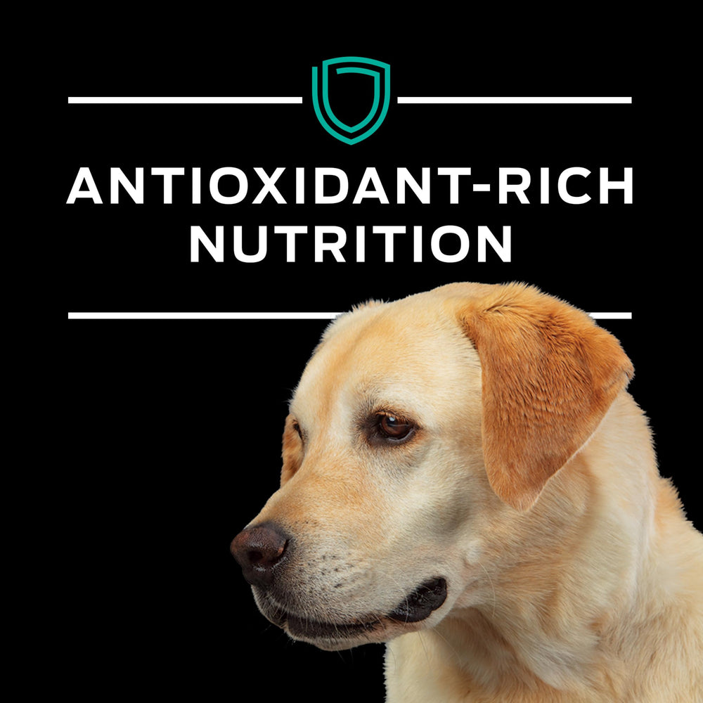 Purina Pro Plan Veterinary Diets EN Gastroenteric — confort digestif potentiel pour chiens sensibles.