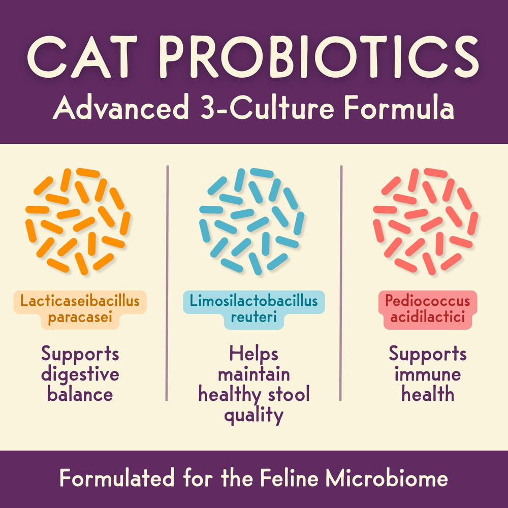 Purple Cat Feline Biome: digestion et équilibre potentiels chez le chat