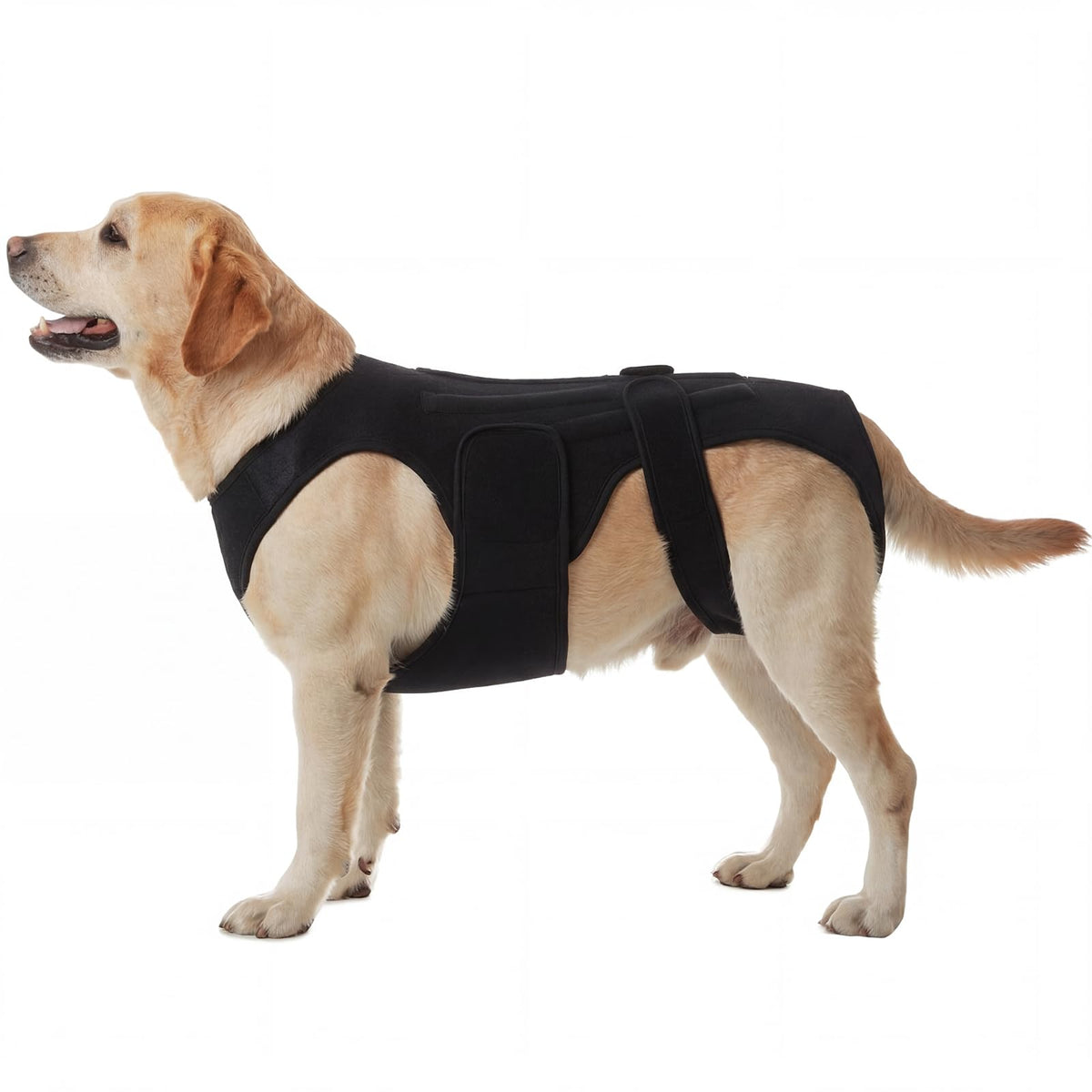 PURRLIA brace-dos-chien-arthrite apporte un soutien dorsal confortable pour chiens âgés.