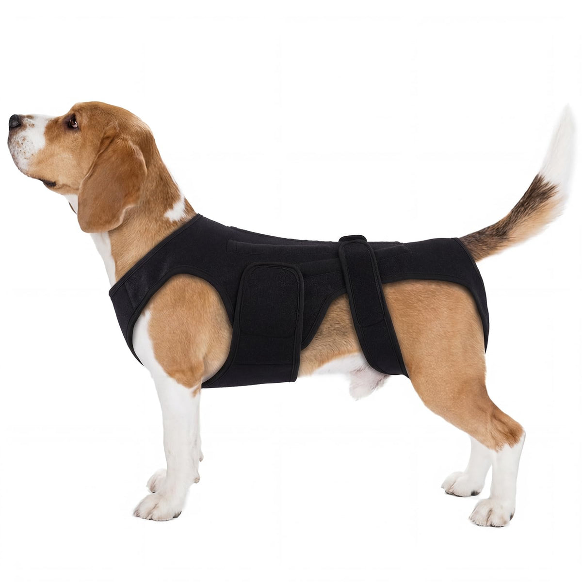 Orthèse dorsale PURRLIA pour chien arthritique offrant un soutien du dos.