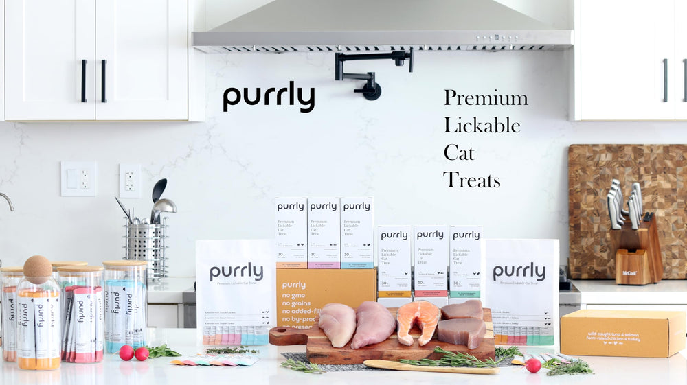 Bien-être quotidien du chat avec Purrly : moments chaleureux.
