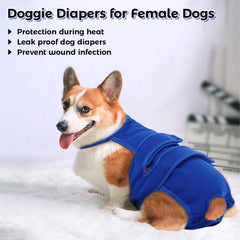 QBLEEV culotte-sanitaire chien lavable, pratique et durable pour la maison.