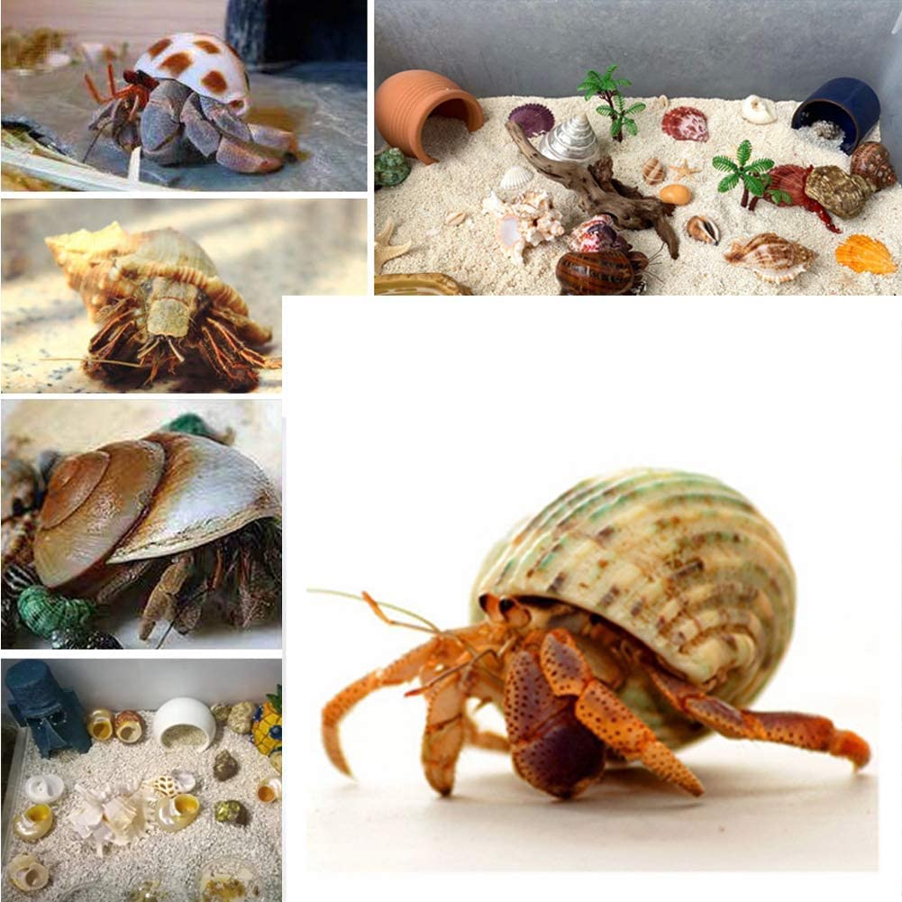 Coquille QEQEKAKA pour crabe ermite, grande taille pour habitat évolutif