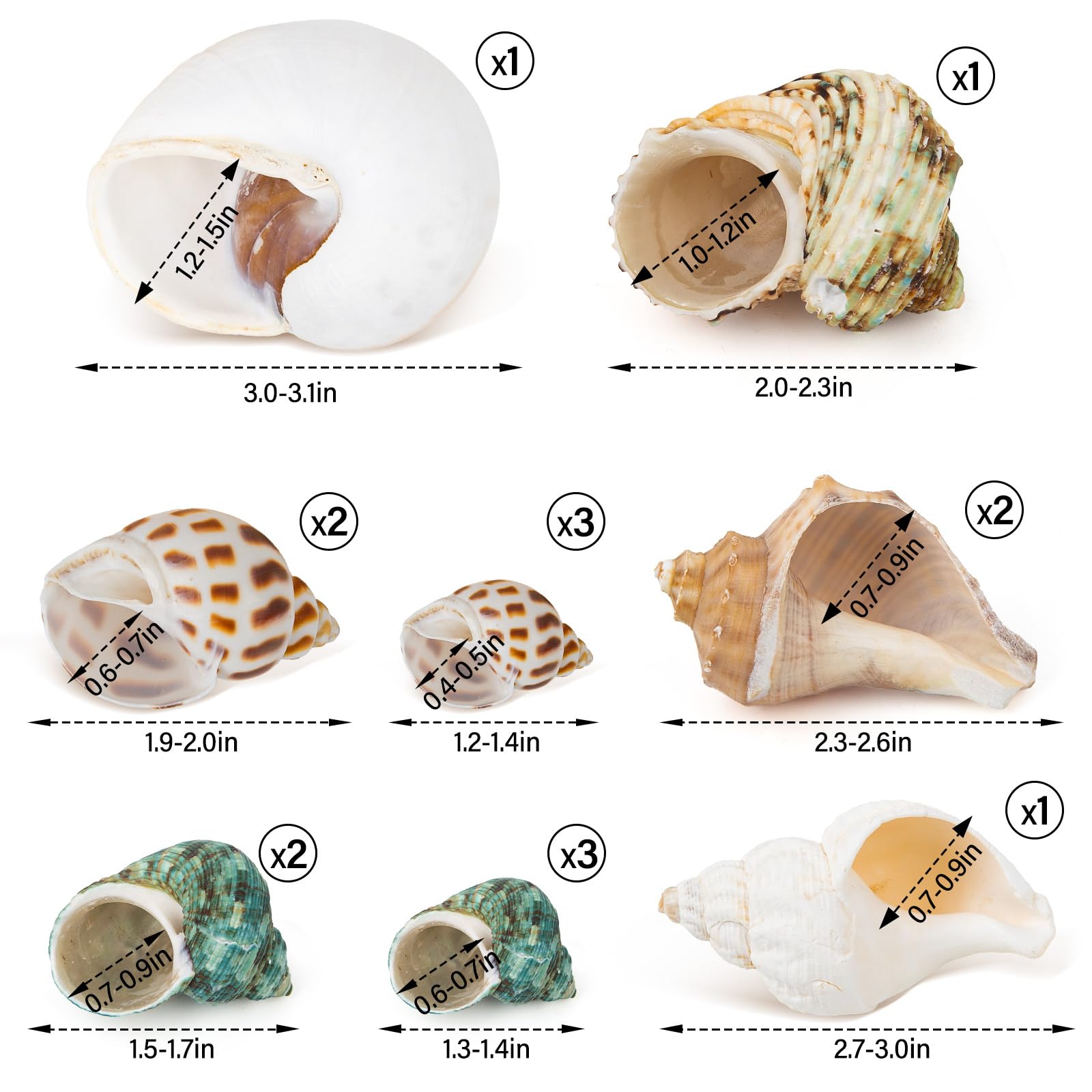 Coquille QEQEKAKA pour crabe ermite, taille moyenne pour remplacement
