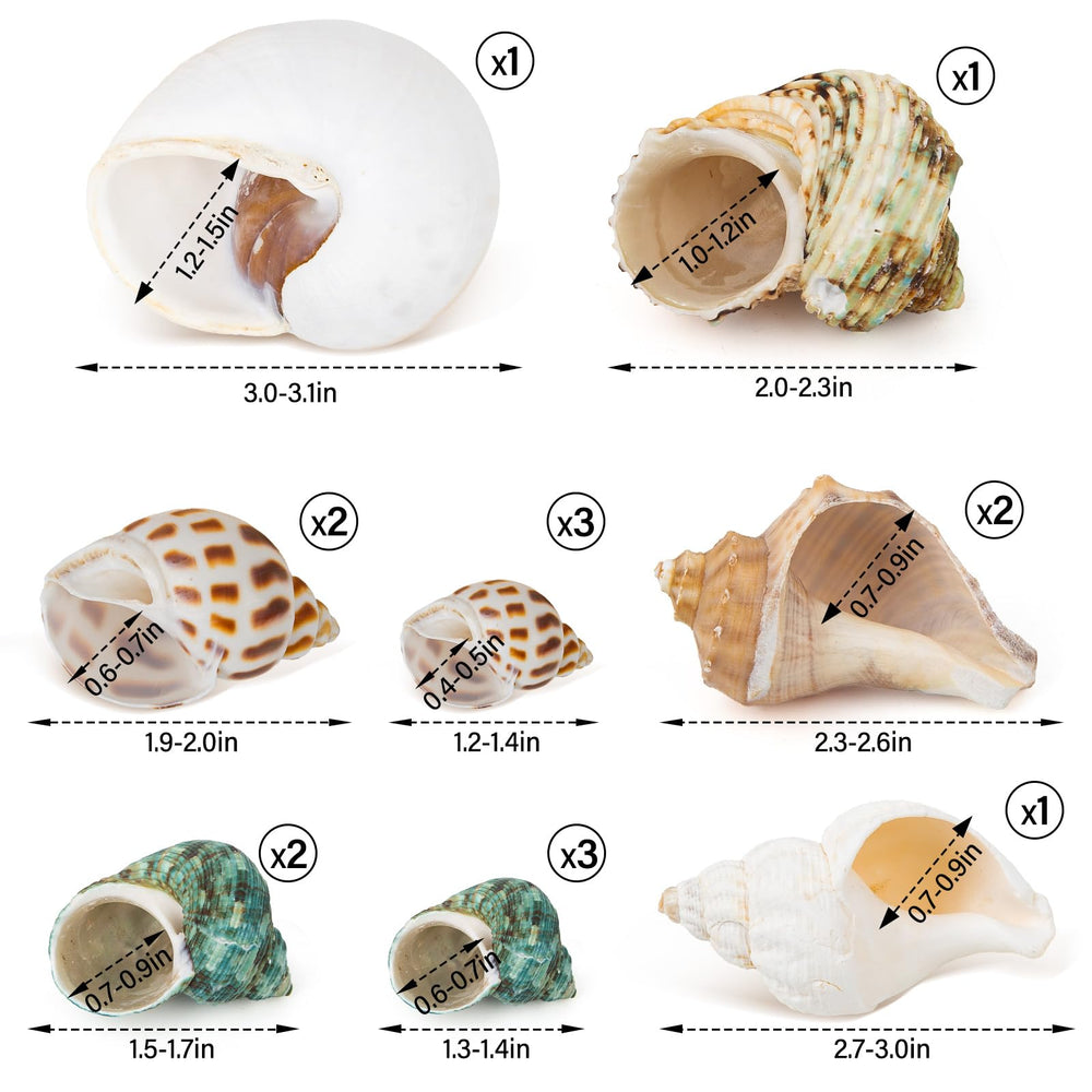 Coquille QEQEKAKA pour crabe ermite, taille moyenne pour remplacement