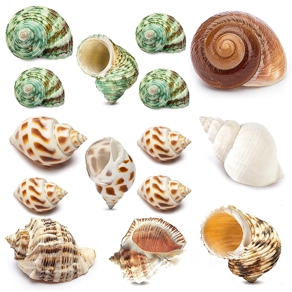 Coquille naturelle pour crabe ermite, petite taille adaptée à la croissance