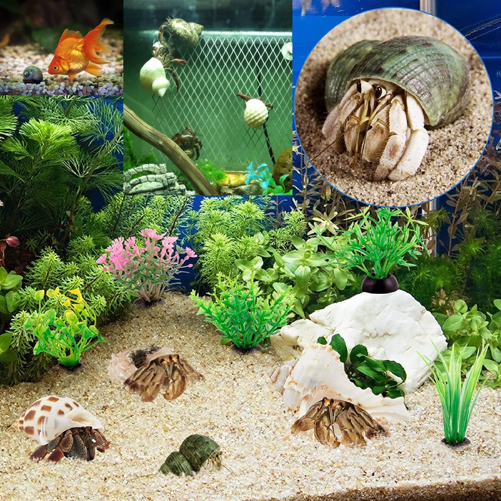 Coquilles décoratives QEQEKAKA pour aquarium, aspect naturel