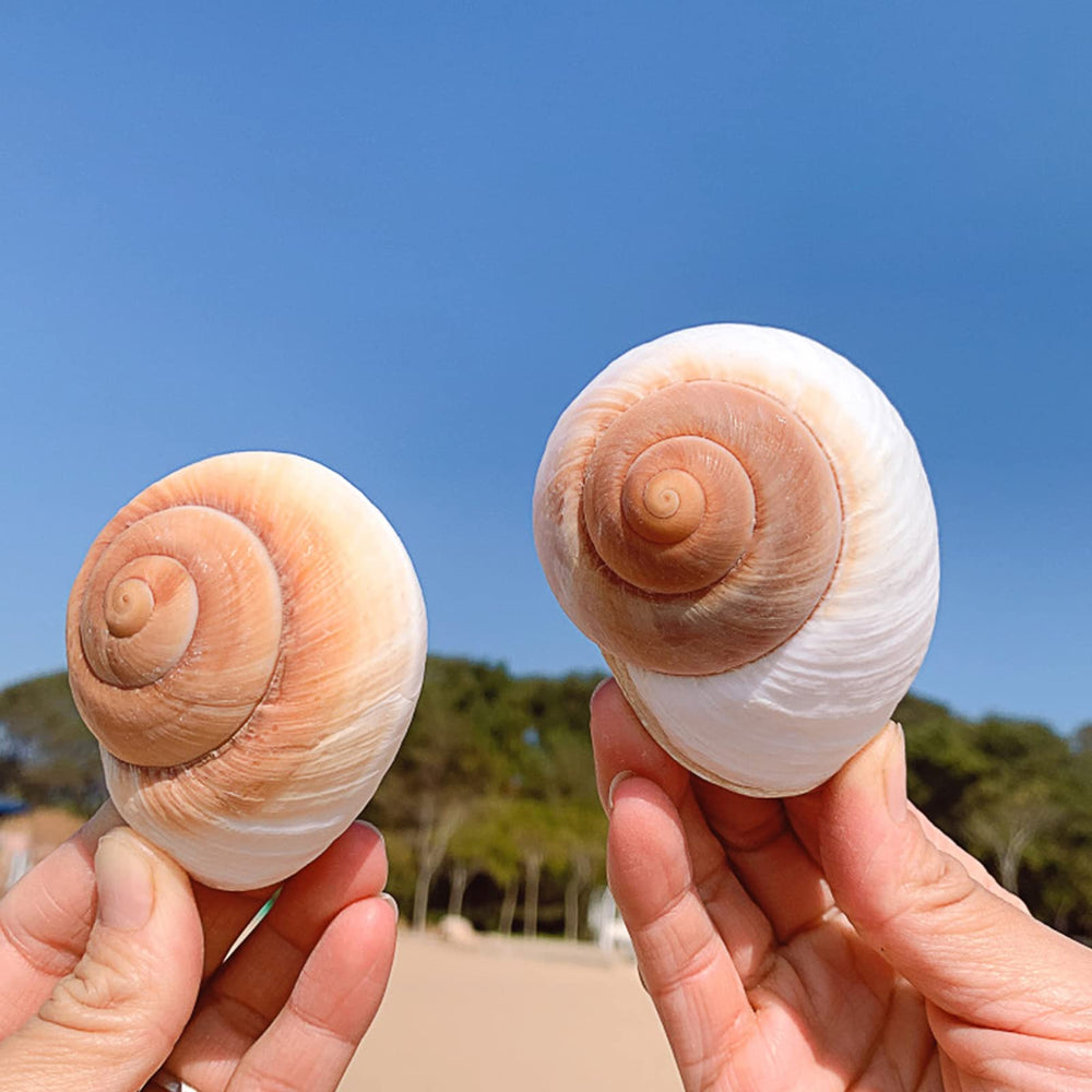 Idée cadeau avec coquilles QEQEKAKA pour un effet naturel.