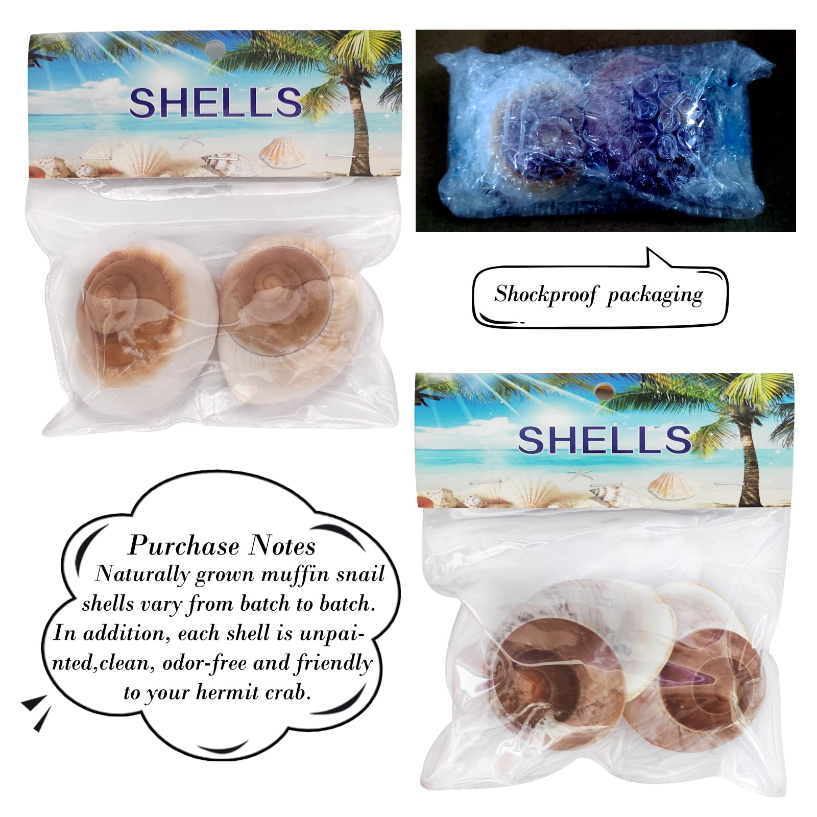 Coquilles pour décoration intérieure et DIY par QEQEKAKA.