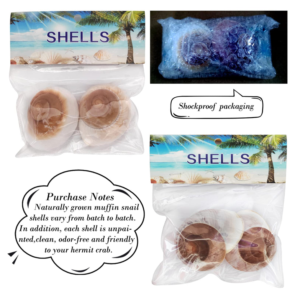 Coquilles pour décoration intérieure et DIY par QEQEKAKA.