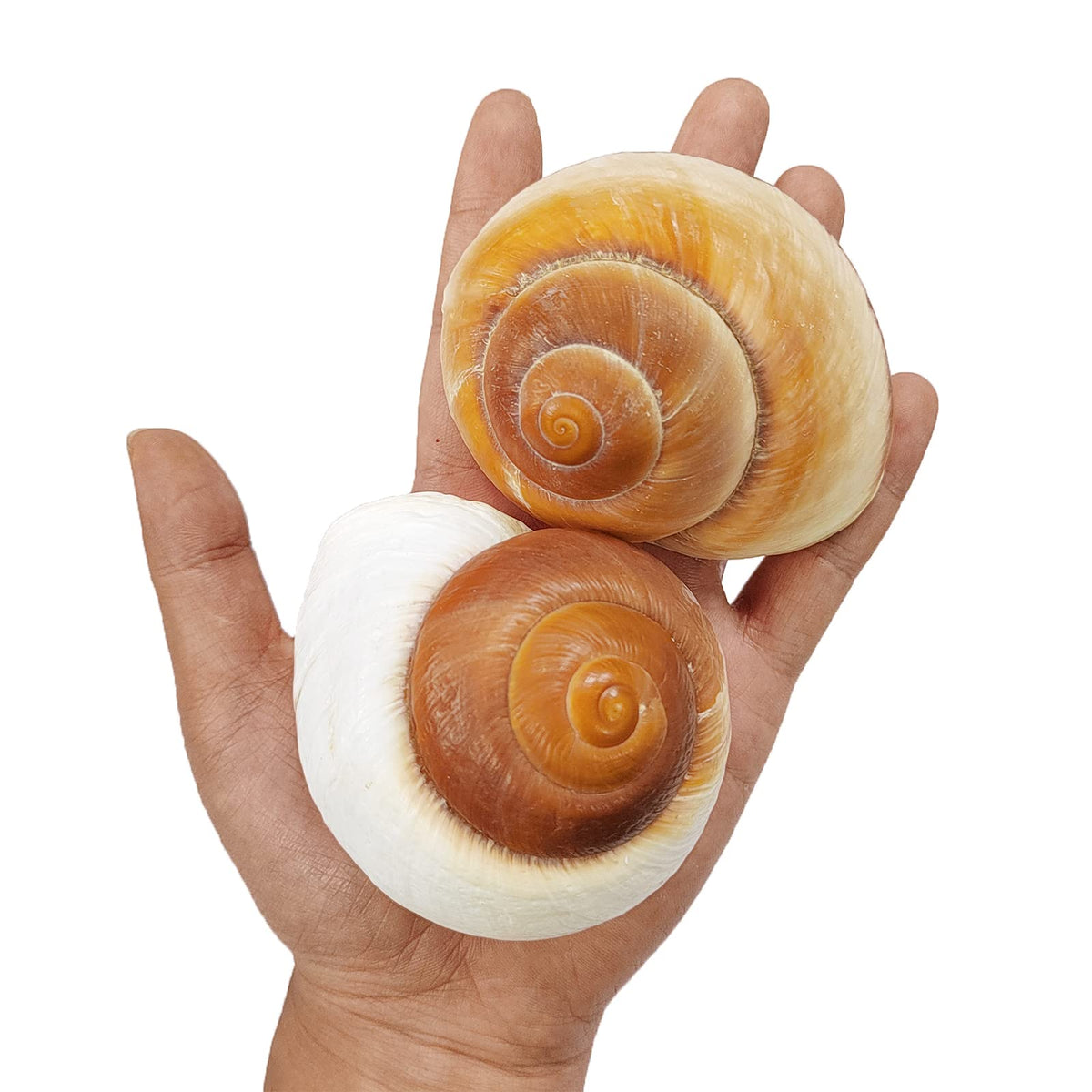 Coquilles hermite QEQEKAKA grandes muffins, idéales pour grands crabes ermite.