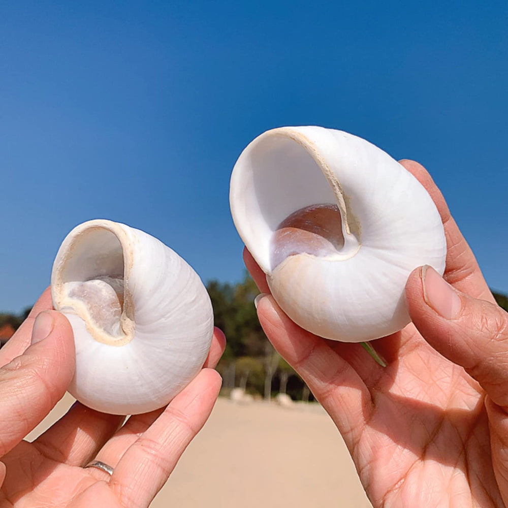 Projet DIY avec coquilles hermite QEQEKAKA pour déco et cadeaux.