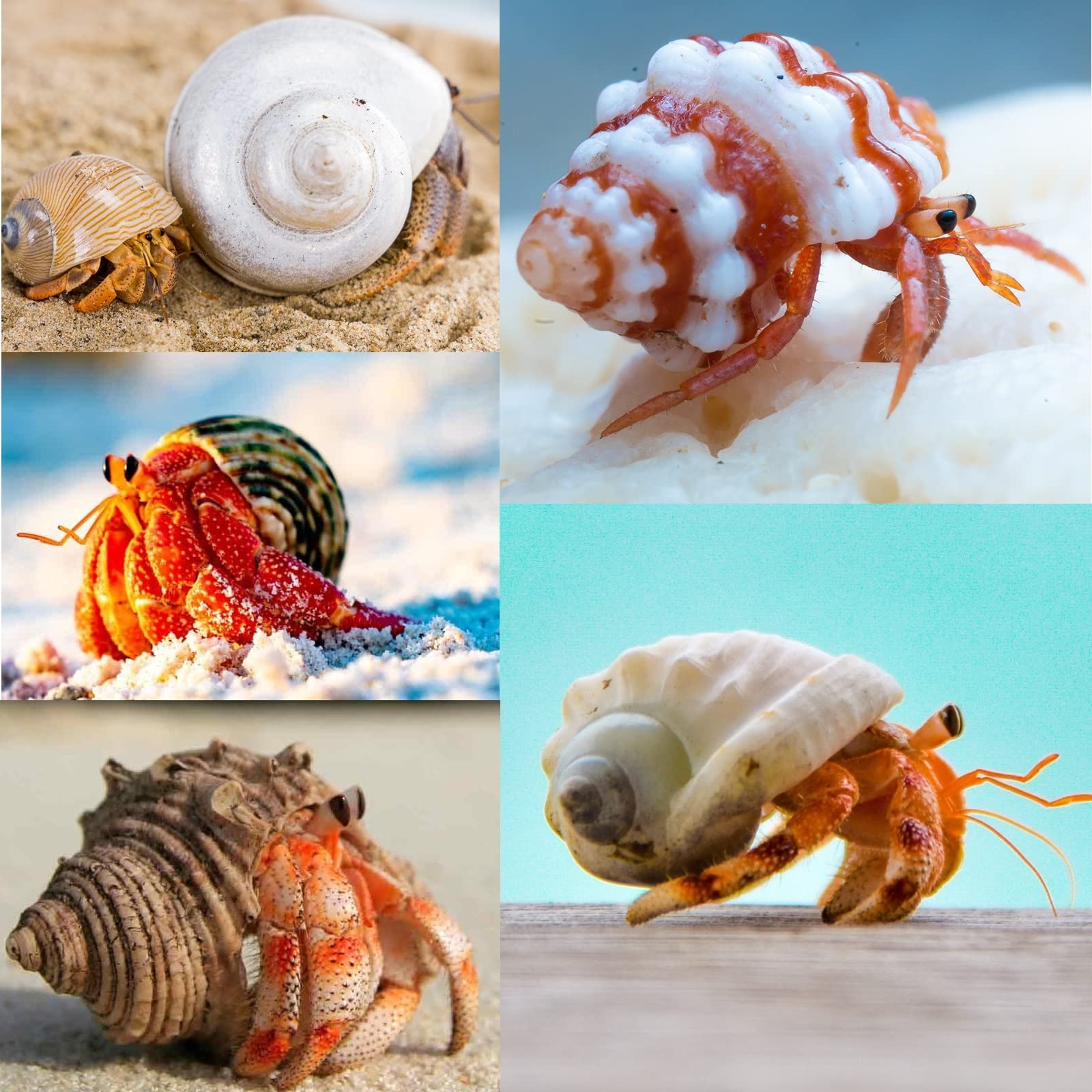 Coquille naturelle sans peinture QEQEKAKA, idéale pour aquarium