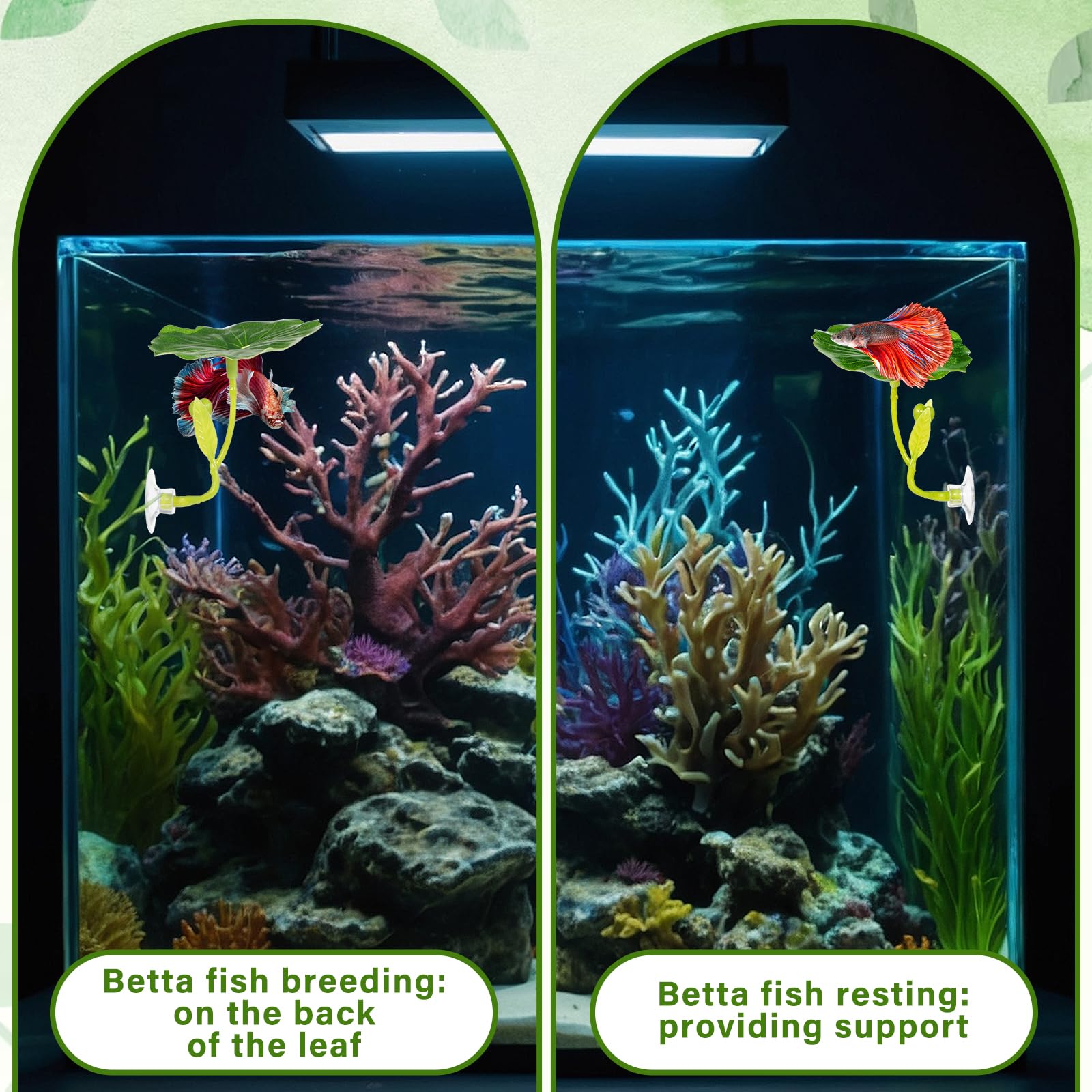Trois feuilles offrent espace repos multi-zones pour Betta avec stabilité.
