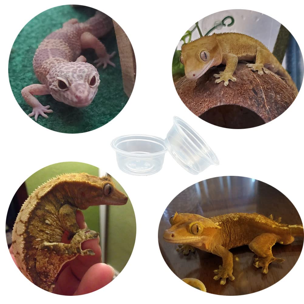 Capacité 0-5oz, tasse compacte pour reptiles QIHYCUF.