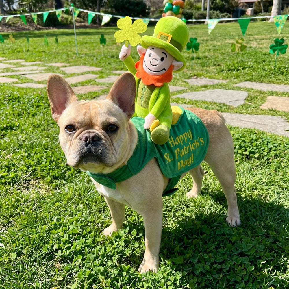 Parfait pour photos familiales et fêtes, tenue polyvalente pour chien moyen.