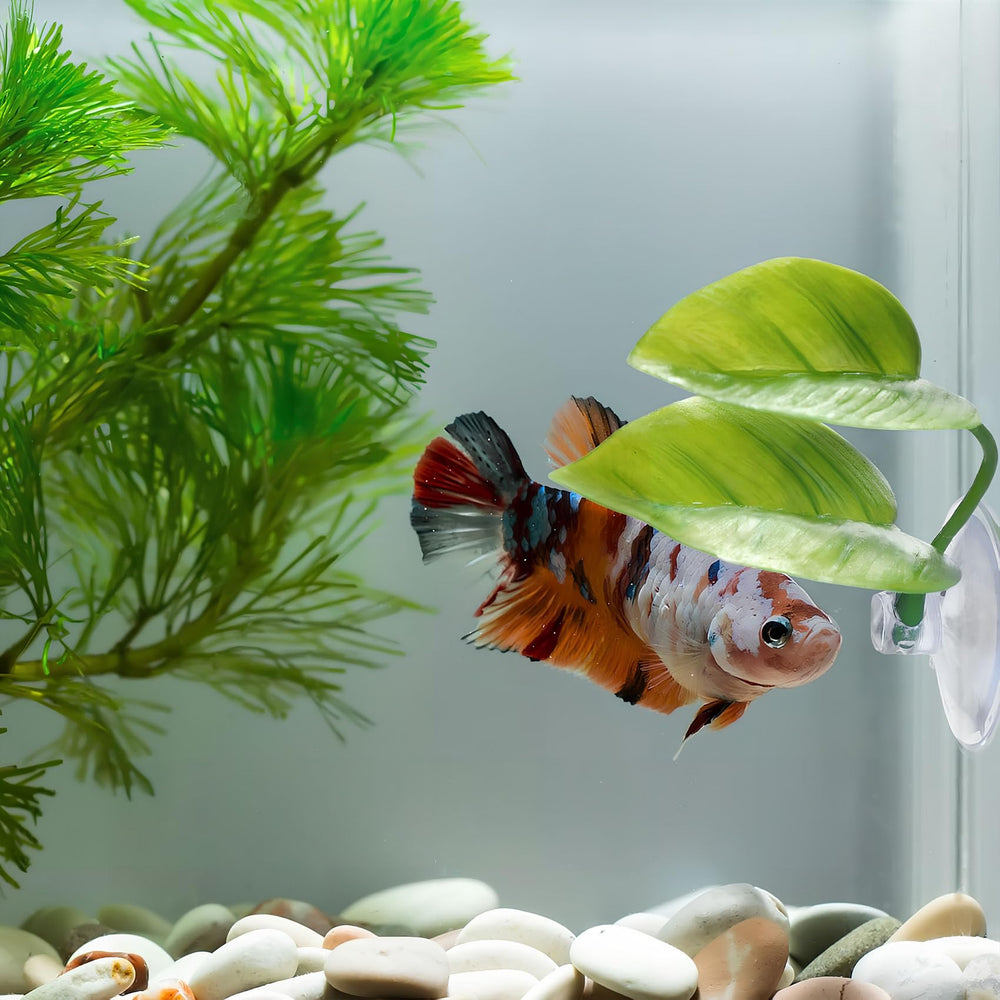 Qivorimith hamac-feuille Betta, décor agréable et sûr pour l’aquarium