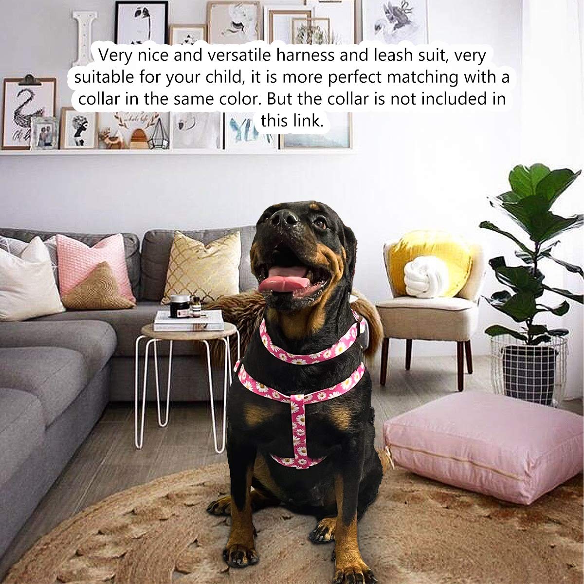 QQPETS motif Daisy rend les promenades plus visibles et stylisées.