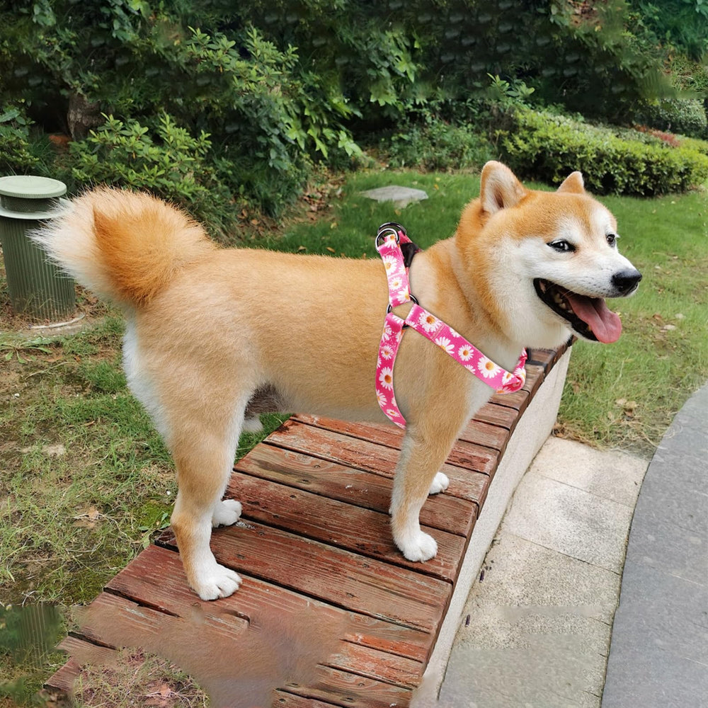 QQPETS harnais M convient aux chiens moyens et garde une liberté de mouvement.