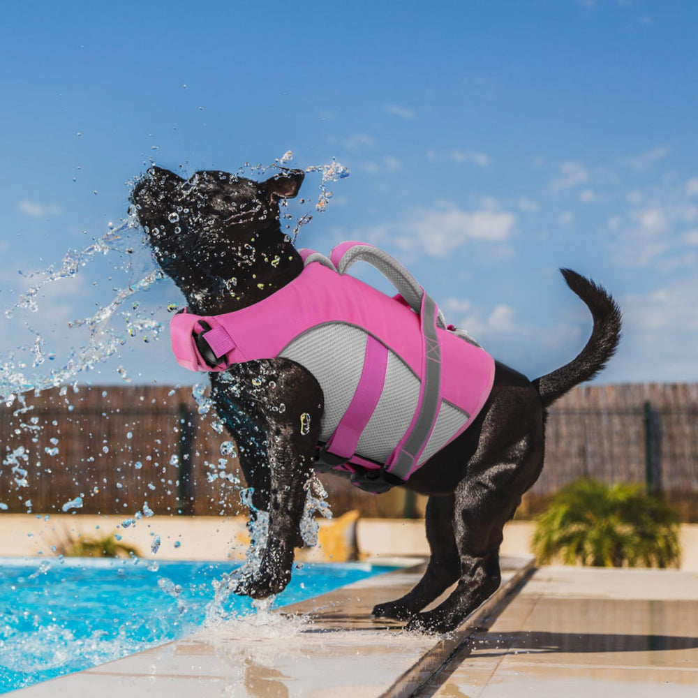 Bandes réfléchissantes renforçant la visibilité du chien Queenmore.