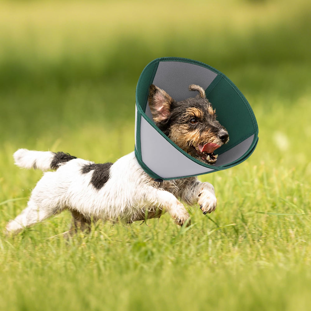 Queenmore Cône grand, adapté à toutes tailles, idéal pour chiots et chiens adultes.