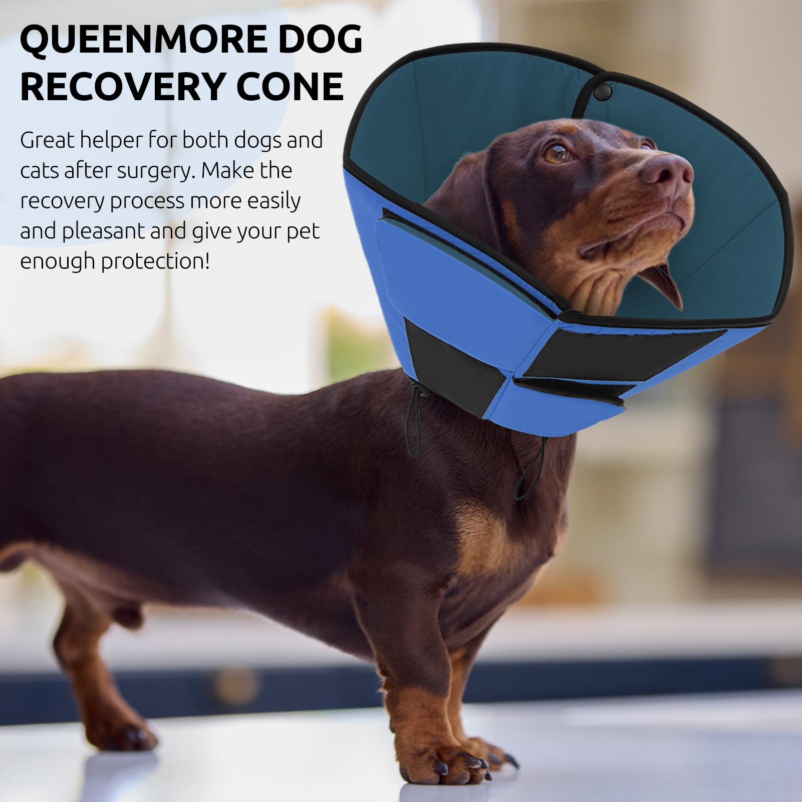 Queenmore cône-chien-grande-bleu-installation-facile: installation simple