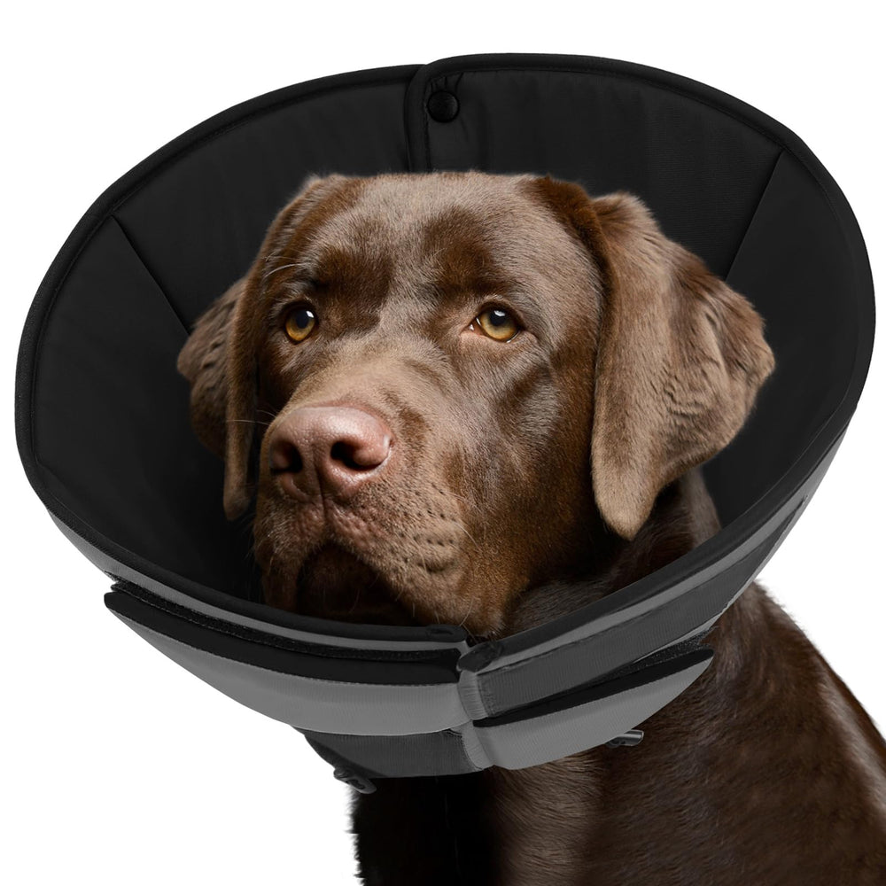 Queenmore cone-chien-xl après chirurgie offre confort et protection.