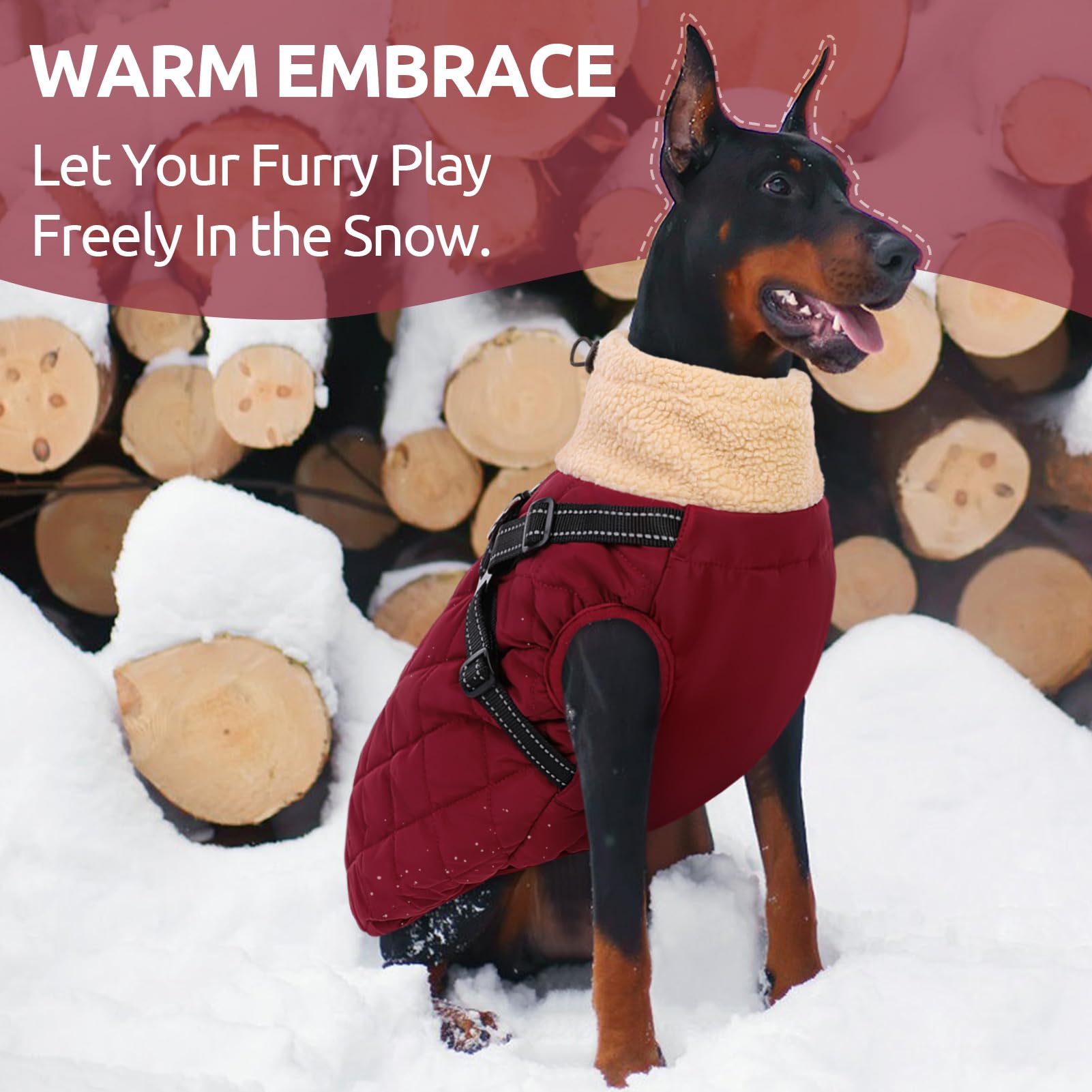 Queenmore gilet chien, fermeture arrière rapide pour enfiler sans tirer le poil.