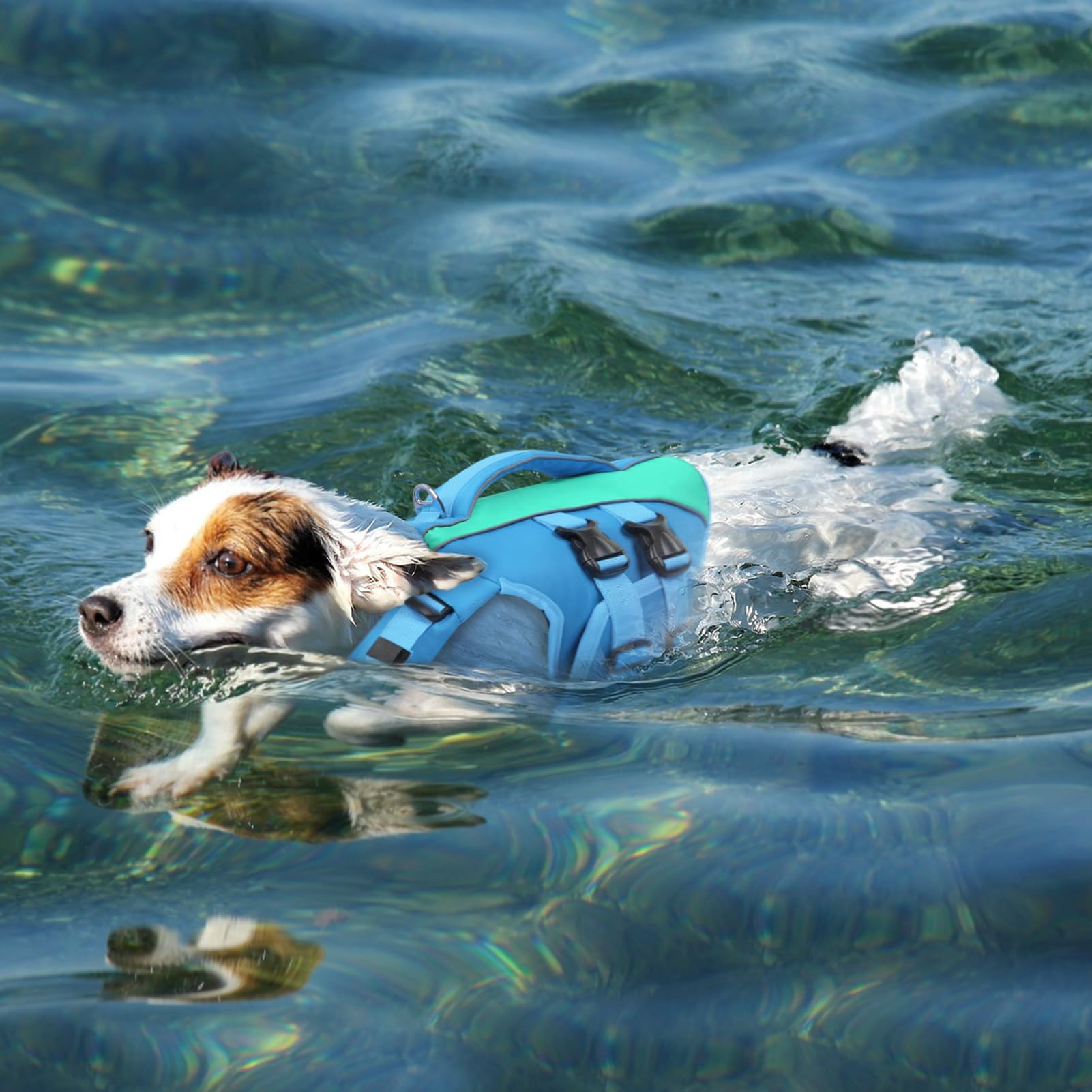 Queenmore gilet sauvetage chien moyen - sécurité lors des sorties en mer