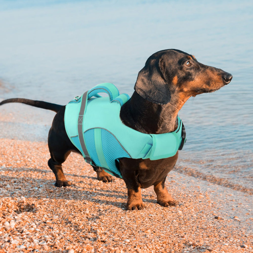 Queenmore gilet sauvetage chien XXL lightblue anneau D pour attaches polyvalentes