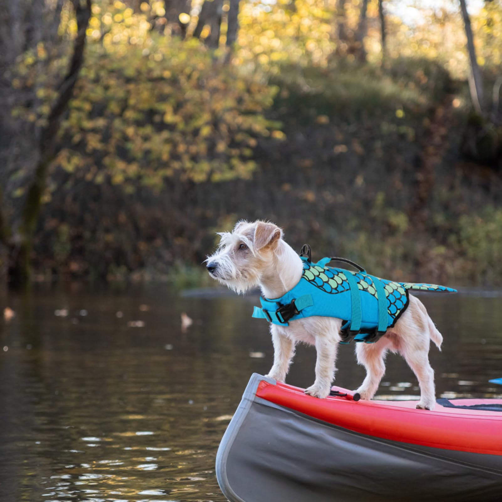Anneau D-Ring et laisse compatibles sur le gilet Queenmore pour chien