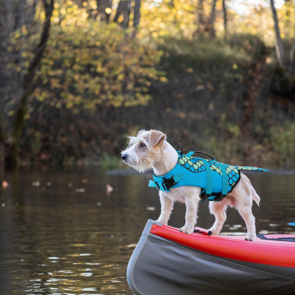 Anneau D-Ring et laisse compatibles sur le gilet Queenmore pour chien