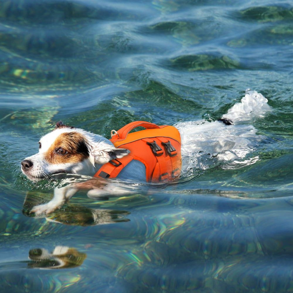 Queenmore gilet de vie chien en action dans l’eau, usage nautique