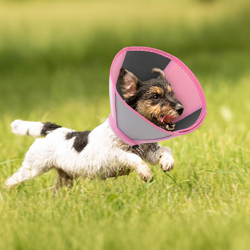 Queenmore guide-tailles-cone-chien — convient à diverses morphologies pour une couverture maximale.