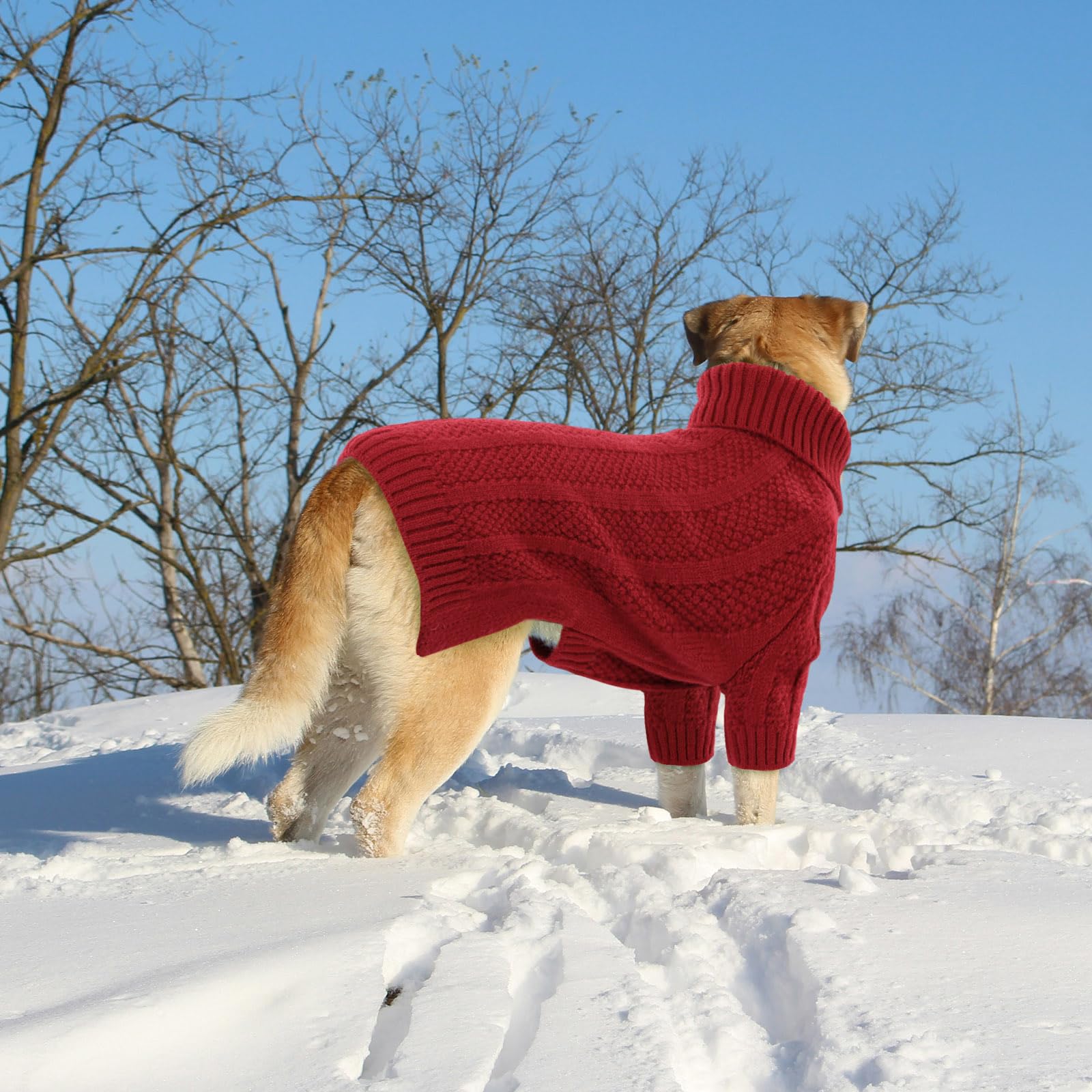 Tailles variées Queenmore XXL, ajustement sûr selon la taille du chien.